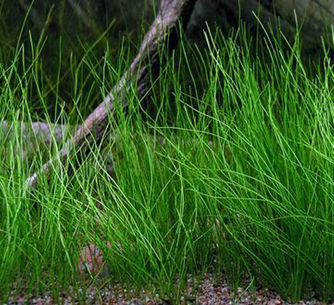 XL In-Vitro Nadelsimse / Eleocharis acicularis XL In-Vitro Nadelsimse / Eleocharis Acicularis -Wfw Wasserflora V210DZ 1 2