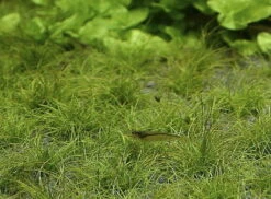 In-Vitro Zwerg-Nadelsimse / Eleocharis Parvula - Pusilla - Parvulus