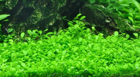 In-Vitro Australisches Zungenblatt / Glossostigma elatinoides In-Vitro Australisches Zungenblatt / Glossostigma Elatinoides -Wfw Wasserflora V220DZ 1 2 1