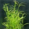 XL In-Vitro Kriechende Binse / Juncus Repens -Wfw Wasserflora V275DZ 1 2