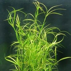 XL In-Vitro Kriechende Binse / Juncus Repens