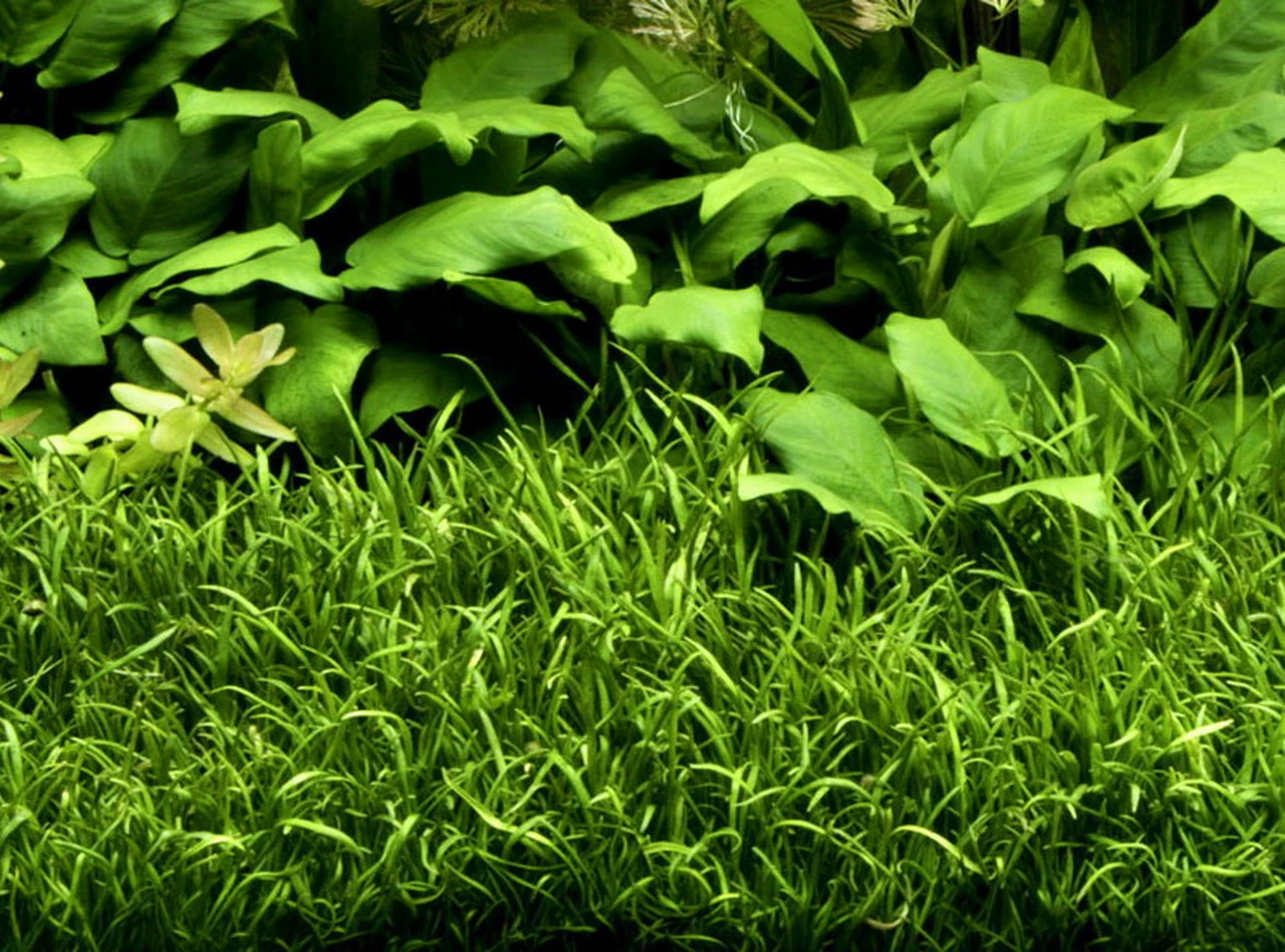 In-Vitro Brasilianische Graspflanze / Lilaeopsis brasiliensis In-Vitro Brasilianische Graspflanze / Lilaeopsis Brasiliensis -Wfw Wasserflora V278DZ 1 1 1