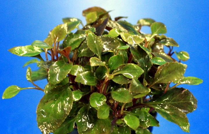 XL In-Vitro Zwerg-Kardinalslobelie / Lobelia cardinalis 'Nana'/ Mini XL In-Vitro Zwerg-Kardinalslobelie / Lobelia Cardinalis 'Nana'/ Mini -Wfw Wasserflora V292DZ 1 2