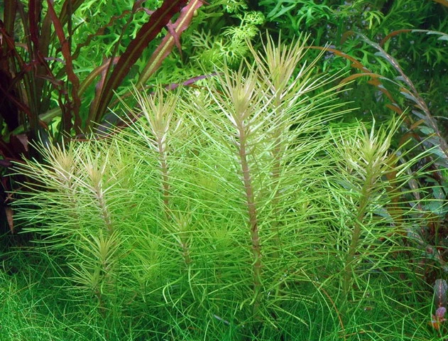 In-Vitro Indische Sternpflanze / Pogostemon erectus In-Vitro Indische Sternpflanze / Pogostemon Erectus -Wfw Wasserflora V332DZ 1 1 1