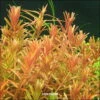 XL In-Vitro Kleine Rotala / Rotala Rotundifolia - Indica -Wfw Wasserflora V392DZ 1 1