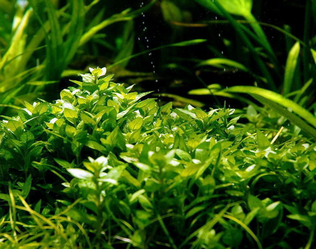 In-Vitro Kriechende Staurogyne / Staurogyne spec. repens In-Vitro Kriechende Staurogyne / Staurogyne Spec. Repens -Wfw Wasserflora V440DZ 1 2