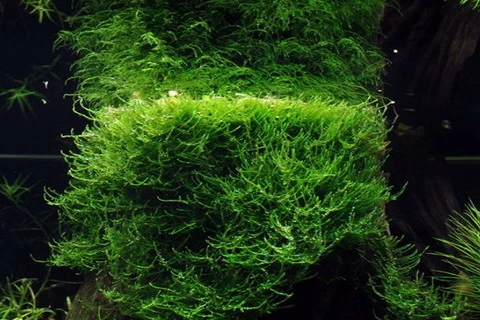 In-Vitro Javamoos / Taxiphyllum barbieri, Moos In-Vitro Javamoos / Taxiphyllum Barbieri, Moos -Wfw Wasserflora V DZ 1 2 1