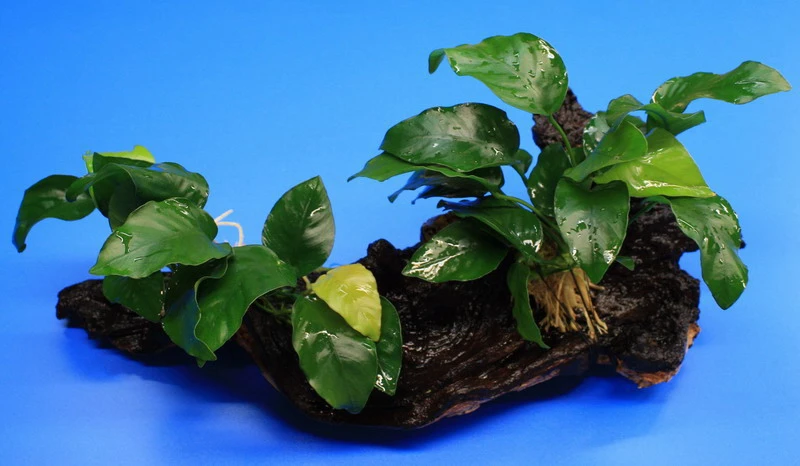 2 kräftige Anubias nana auf schöner Mopani-Wurzel 2 Kräftige Anubias Nana Auf Schöner Mopani-Wurzel -Wfw Wasserflora W001wf 1 1