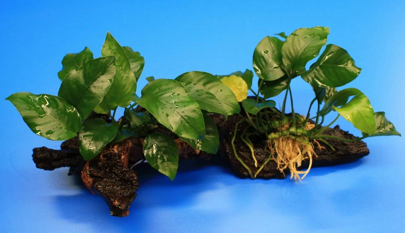 2 kräftige Anubias nana auf schöner Mopani-Wurzel 2 Kräftige Anubias Nana Auf Schöner Mopani-Wurzel -Wfw Wasserflora W001wf 1 2