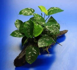 Anubias Barteri Auf Schöner Ca. 30 Cm Großer Wurzel