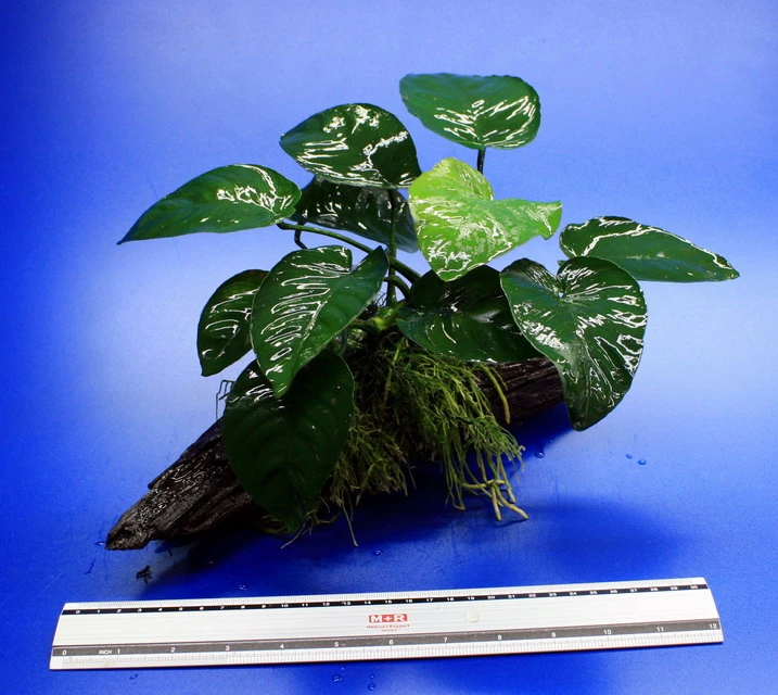 Anubias barteri auf schöner ca. 30 cm großer Wurzel Anubias Barteri Auf Schöner Ca. 30 Cm Großer Wurzel -Wfw Wasserflora W002BL 1 2