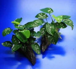 Anubias Barteri Auf Schöner Ca. 30 Cm Großer Wurzel 4 Anubias Barteri Auf Schöner Ca. 30 Cm Großer Wurzel -Wfw Wasserflora W002BL 1 3