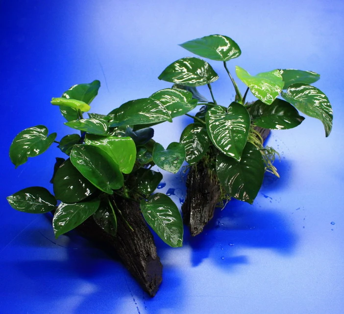 Anubias barteri auf schöner ca. 30 cm großer Wurzel Anubias Barteri Auf Schöner Ca. 30 Cm Großer Wurzel -Wfw Wasserflora W002BL 1 3