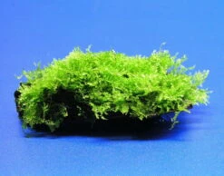 Wurzel Mit Christmas-Moos / Vesicularia Montagnei, Moos -Wfw Wasserflora W003T 1 3