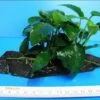 Anubias Nana Auf Einer Wurzel / Zwergspeerblatt -Wfw Wasserflora W10074ST 1 1