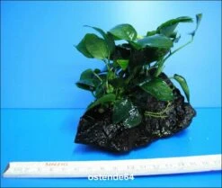 Anubias Nana Auf Einer Wurzel / Zwergspeerblatt -Wfw Wasserflora W10074ST 1 2