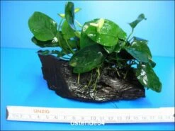 Anubias Nana Auf Einer Wurzel / Zwergspeerblatt -Wfw Wasserflora W10074ST 1 3