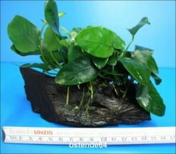 Anubias Nana Auf Einer Wurzel / Zwergspeerblatt -Wfw Wasserflora W10074ST 1 4