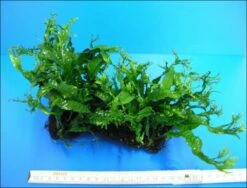 Javafarn Windelov /Microsorum Pteropus Auf Wurzel -Wfw Wasserflora W10961ST 1 2