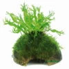 Javafarn Windelov Mit Javamoos Auf Kokosnuss-Höhle / Coco Shell Mit Windelovfarn U. Moos 2 Javafarn Windelov Mit Javamoos Auf Kokosnuss-Höhle / Coco Shell Mit Windelovfarn U. Moos -Wfw Wasserflora W11261ST 1 2