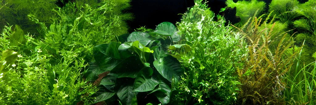 Javafarn Windelov mit Javamoos auf Kokosnuss-Höhle / Coco Shell mit Windelovfarn u. Moos Javafarn Windelov Mit Javamoos Auf Kokosnuss-Höhle / Coco Shell Mit Windelovfarn U. Moos -Wfw Wasserflora W11261ST 1 4