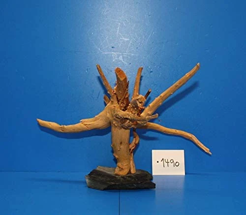 XL Rote Moorwurzel / Moorkienholz 28x19x23 Traumwurzel #1490 auf Schiefer XL Rote Moorwurzel / Moorkienholz 28x19x23 Traumwurzel #1490 Auf Schiefer -Wfw Wasserflora W1490 1