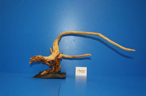 XL Rote Moorwurzel / Moorkienholz 41x22x25 Traumwurzel #1495 auf Schiefer XL Rote Moorwurzel / Moorkienholz 41x22x25 Traumwurzel #1495 Auf Schiefer -Wfw Wasserflora W1495 1