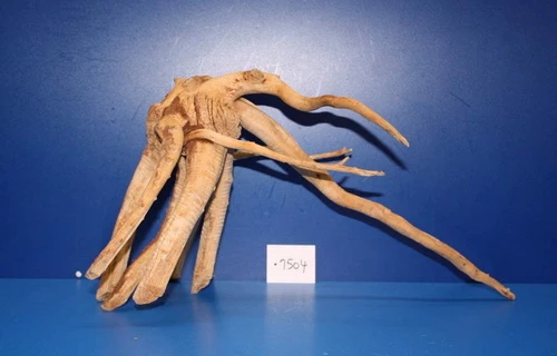 XXL Rote Moorwurzel / Moorkienholz 44x24x25 Traumwurzel #1504 XXL Rote Moorwurzel / Moorkienholz 44x24x25 Traumwurzel #1504 -Wfw Wasserflora W1504 1