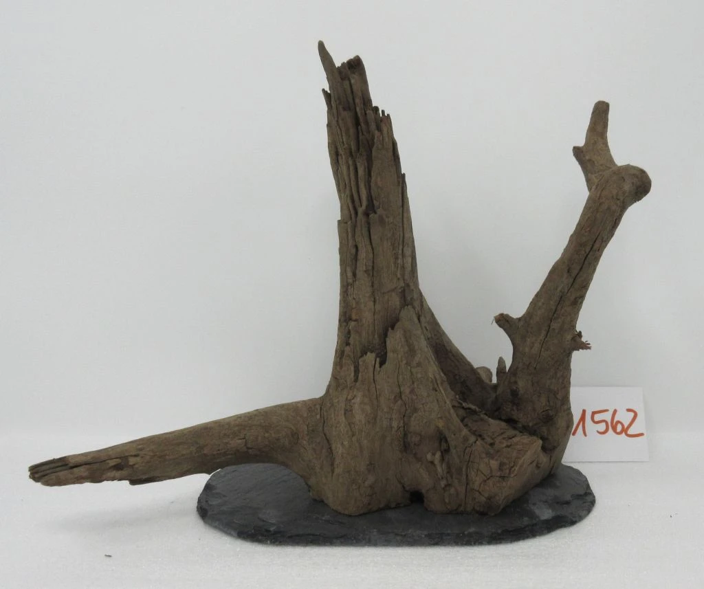 XL Scaper Wurzel 24x22x17 Traumwurzel #1562 auf Schiefer XL Scaper Wurzel 24x22x17 Traumwurzel #1562 Auf Schiefer -Wfw Wasserflora W1562 1 1
