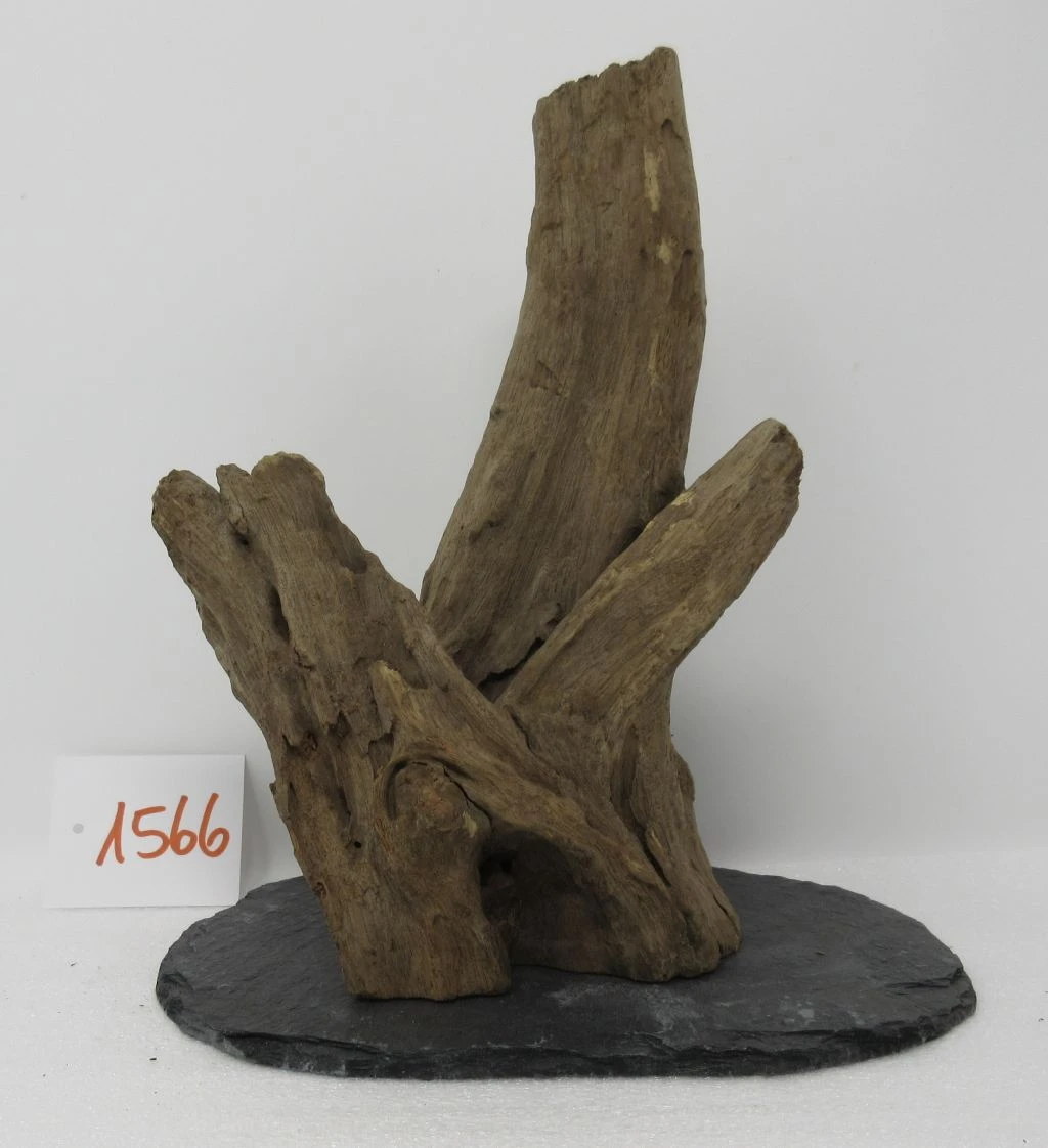 XL Scaper Wurzel 19x23x13 Traumwurzel #1566 auf Schiefer XL Scaper Wurzel 19x23x13 Traumwurzel #1566 Auf Schiefer -Wfw Wasserflora W1566 1 1