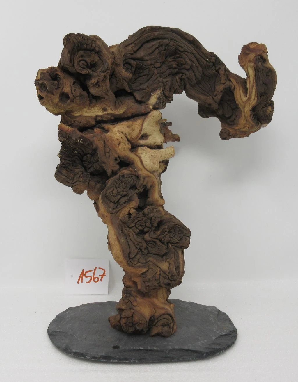 XXL Eisenholz/Mopani-Wurzel 26x33x17 Zweifarbige Traumwurzel #1567 auf Schiefer XXL Eisenholz/Mopani-Wurzel 26x33x17 Zweifarbige Traumwurzel #1567 Auf Schiefer -Wfw Wasserflora W1567 1 1