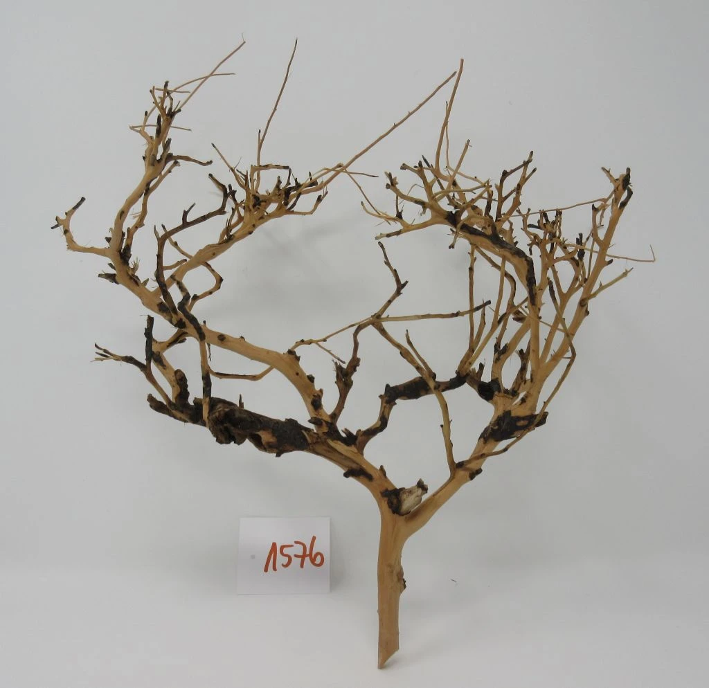 XL Thailand Zweig / Wurzel 30x31x18 Traumwurzel #1576 XL Thailand Zweig / Wurzel 30x31x18 Traumwurzel #1576 -Wfw Wasserflora W1576 1 1