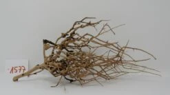 XL Thailand Zweig / Wurzel 35x14x14 Traumwurzel #1577