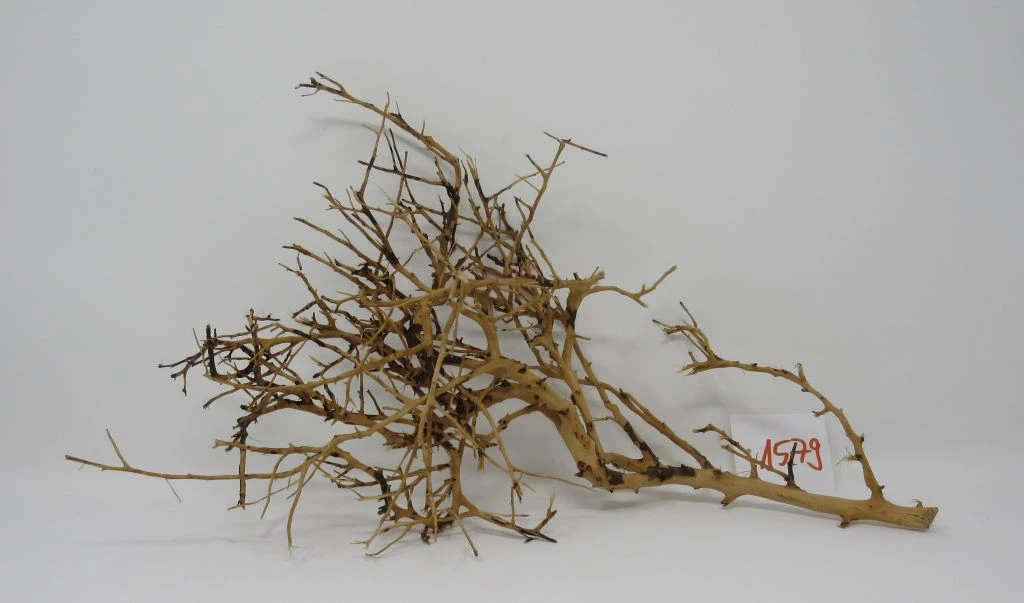 XL Thailand Zweig / Wurzel 38x22x16 Traumwurzel #1579 XL Thailand Zweig / Wurzel 38x22x16 Traumwurzel #1579 -Wfw Wasserflora W1579 1 1