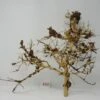 XL Thailand Zweig / Wurzel 51x42x21 Traumwurzel #1581 -Wfw Wasserflora W1581 1 1