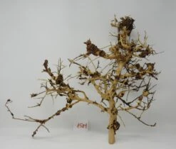 XL Thailand Zweig / Wurzel 51x42x21 Traumwurzel #1581