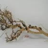 XL Thailand Zweig / Wurzel 47x28x16 Traumwurzel #1583 -Wfw Wasserflora W1583 1 1