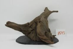 XL Scaper Wurzel 21x18x18 Traumwurzel #1593 Auf Schiefer