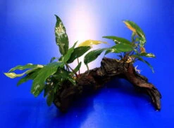 2 X Kleines Speerblatt Auf Schöner Mopani-Wurzel / Anubias Barteri Var. Glabra - Minima