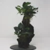 Urwaldbaum MITTEL Mbuna Mit Anubia Nana/Zwergspeerblatt Ca. 30-35 Cm -Wfw Wasserflora W 2021wf 1 1