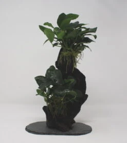 Urwaldbaum MITTEL Mbuna Mit Anubia Nana/Zwergspeerblatt Ca. 30-35 Cm