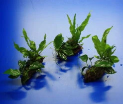 Nano Wood Mit Javafarn, Zwerg-Speerblatt (Anubia) + Javamoos -Wfw Wasserflora W NW01D 1 2