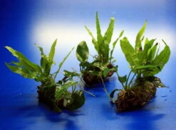 Nano Wood Mit Javafarn, Zwerg-Speerblatt (Anubia) + Javamoos -Wfw Wasserflora W NW01D 1 3