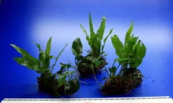 Nano Wood Mit Javafarn, Zwerg-Speerblatt (Anubia) + Javamoos -Wfw Wasserflora W NW01D 1 4