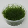 XL In-Vitro Krabi Moss / Vesicularia Montagnei 'Krabi', Moos -Wfw Wasserflora XK DZ 1 1