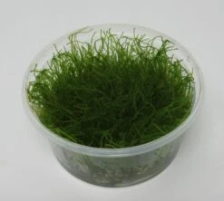 XL In-Vitro Krabi Moss / Vesicularia Montagnei 'Krabi', Moos
