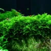 XL In-Vitro Mini Christmas Moss / Vesicularia Montagnei 'Mini', Moos 2 XL In-Vitro Mini Christmas Moss / Vesicularia Montagnei 'Mini', Moos -Wfw Wasserflora X DZ 1 1