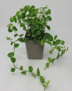 Weiß-Grüne Kletterfeige / Ficus Pumila Variegata