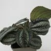 Kanonierblume / Pilea Involucrata Norfolk -Wfw Wasserflora ZT1150wfw 1 1