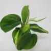 Kletternder Baumfreund "Brasil" / Philodendron Scandens "Brasil" -Wfw Wasserflora ZT1160wfw 1 1